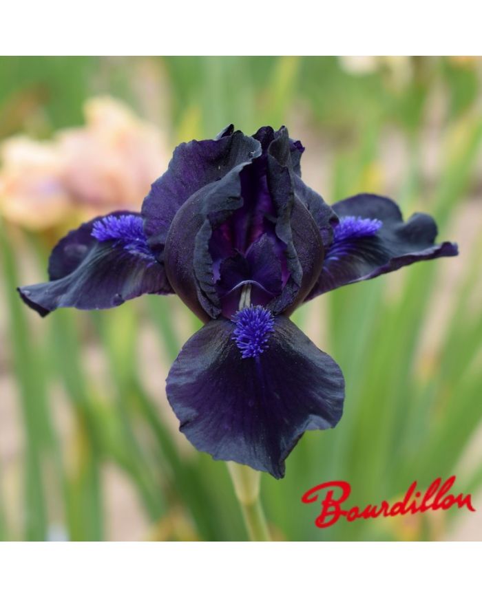 Iris : Mickael Paul