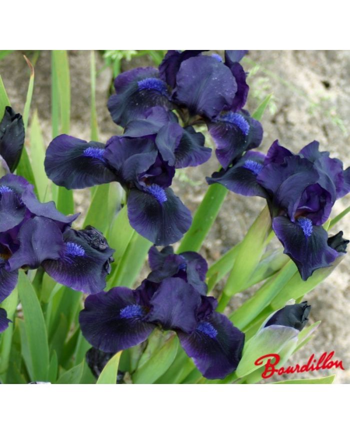 Iris : Mickael Paul