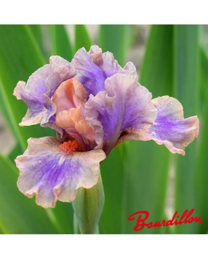 Iris : Love Spell
