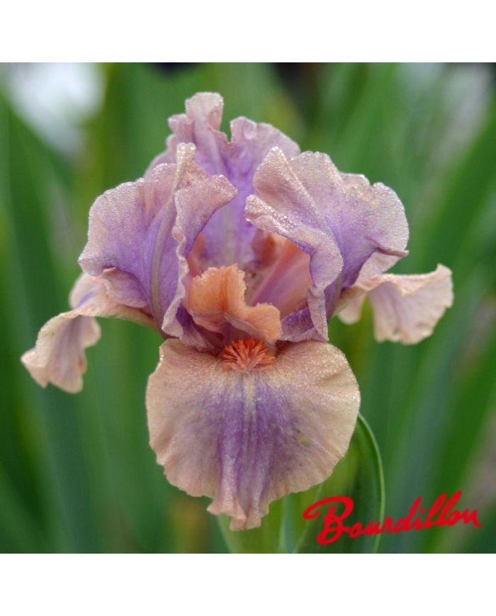 Iris : Love Spell