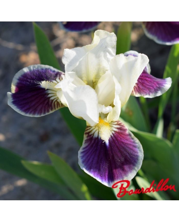 Iris : Making Eyes