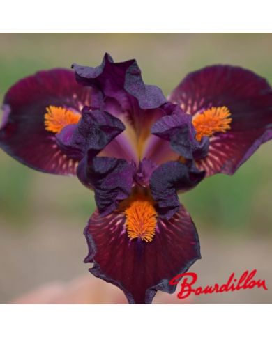 Iris : Matador's Cape