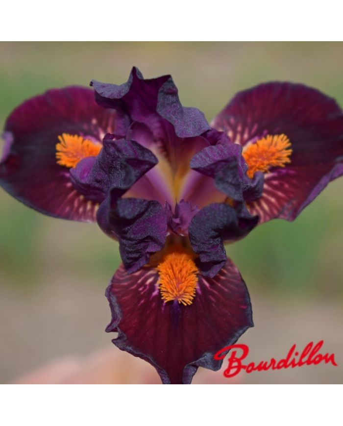 Iris : Matador's Cape