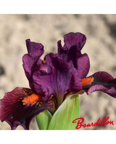 Iris : Matador's Cape
