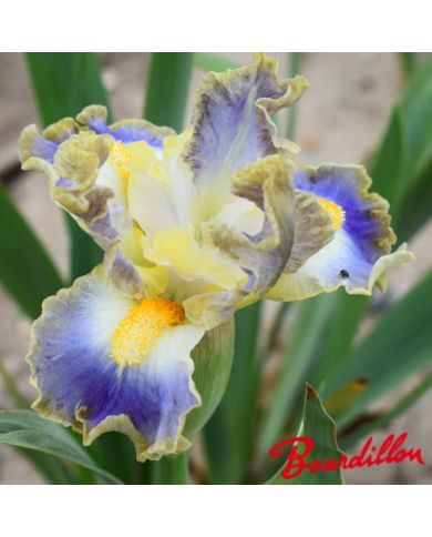 Iris : My Cher