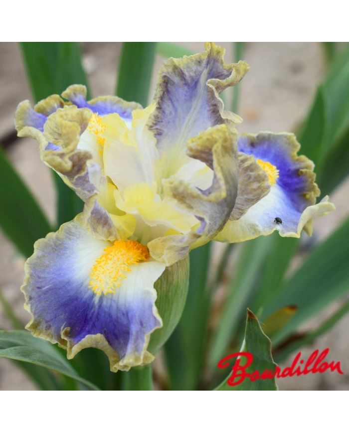 Iris : My Cher