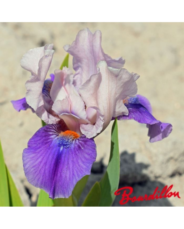 Iris : Pause