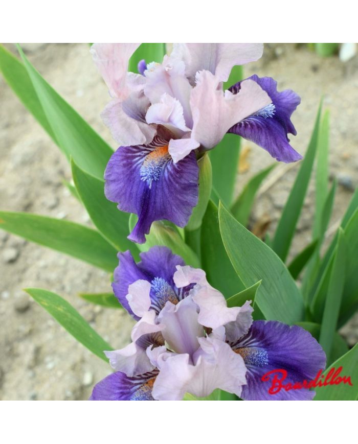 Iris : Pause