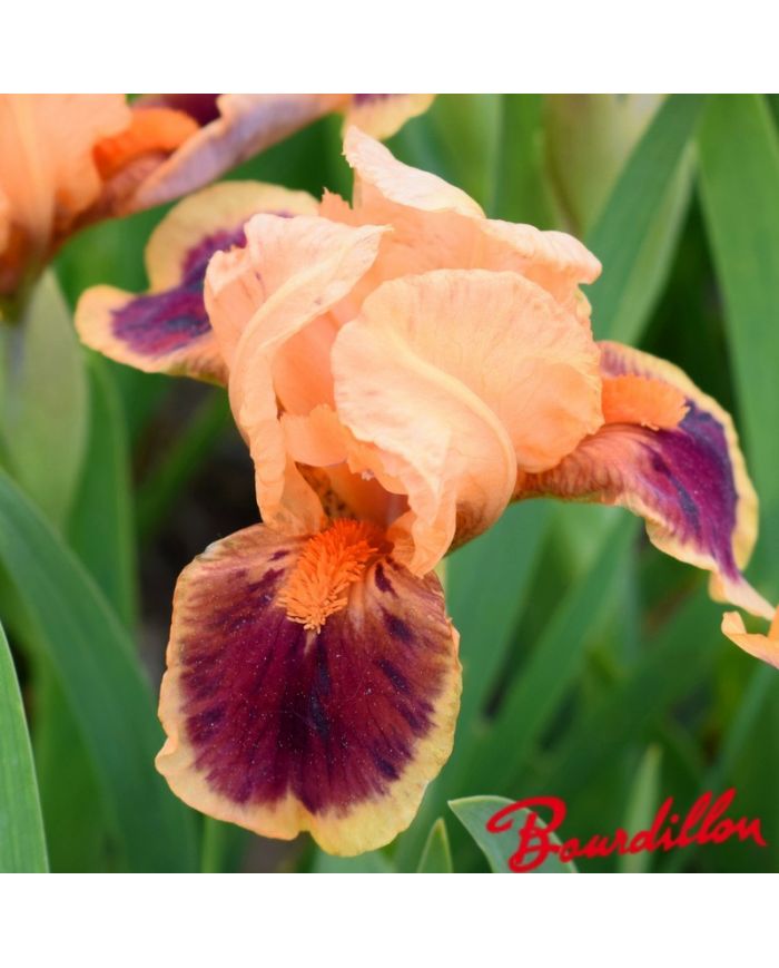 Iris : Pele