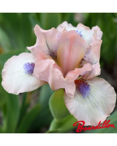 Iris : Proton
