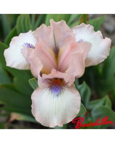 Iris : Proton
