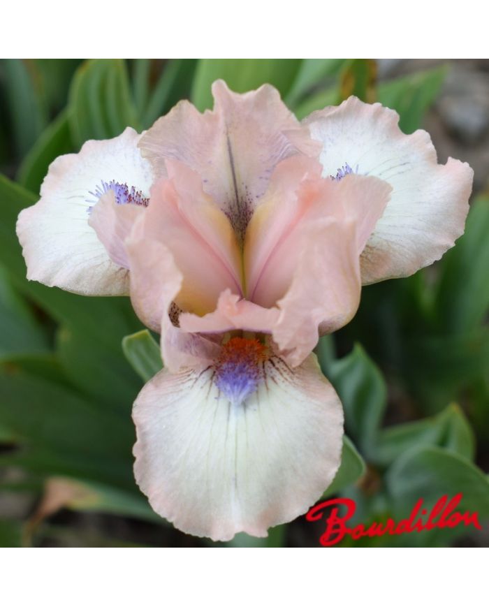Iris : Proton
