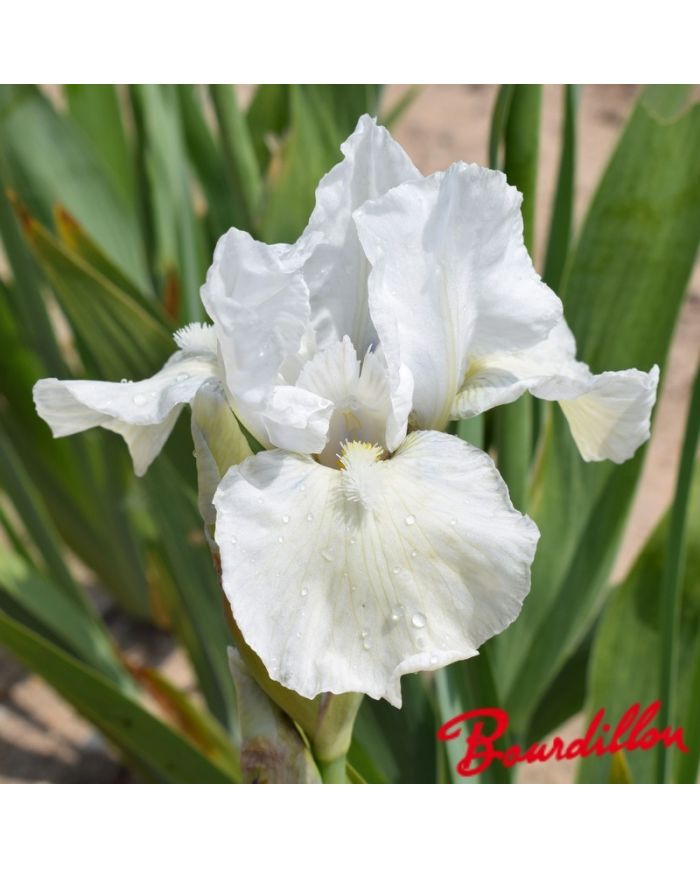 Iris : Zero