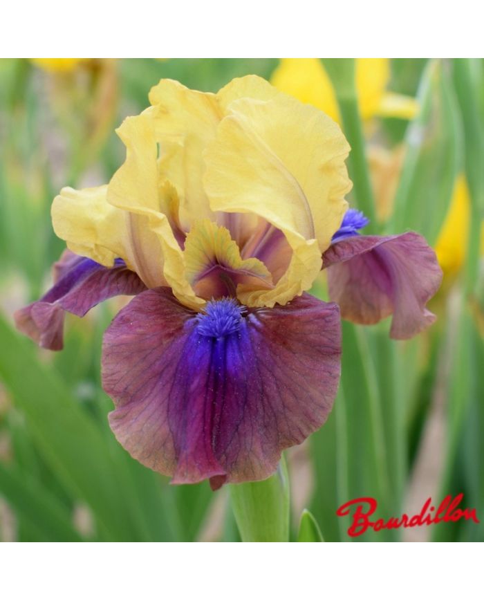 Iris : Yoda