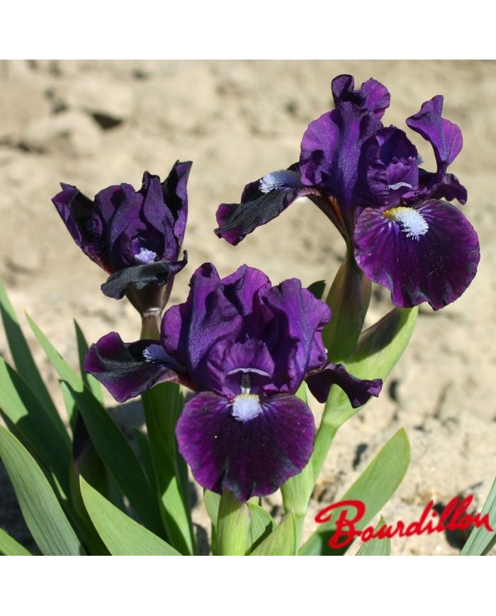 Iris : Wish Upon A Star