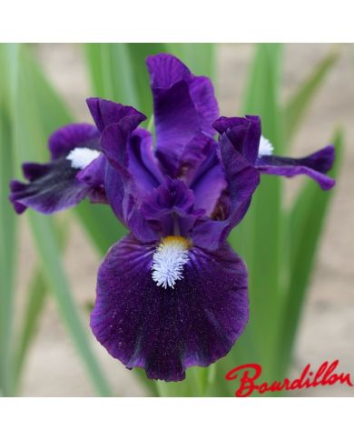 Iris : Wish Upon A Star