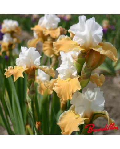 Iris : Apricot Frosty