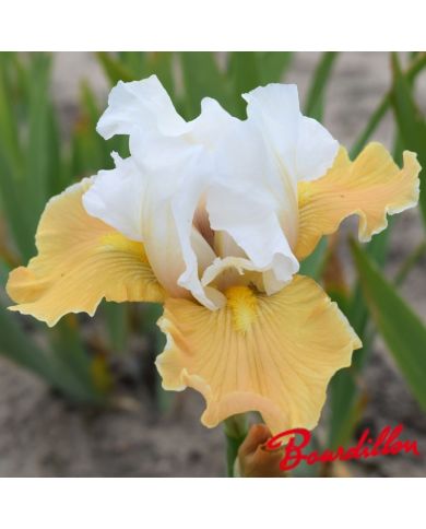 Iris : Apricot Frosty