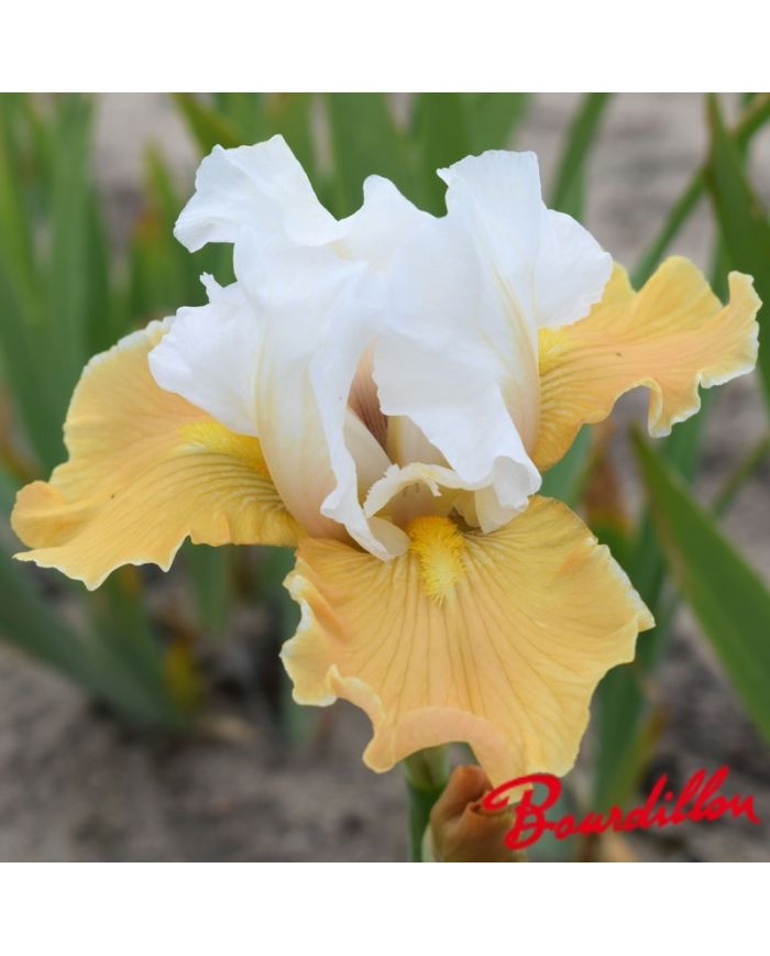 Iris : Apricot Frosty