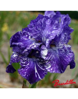 Iris : Batik
