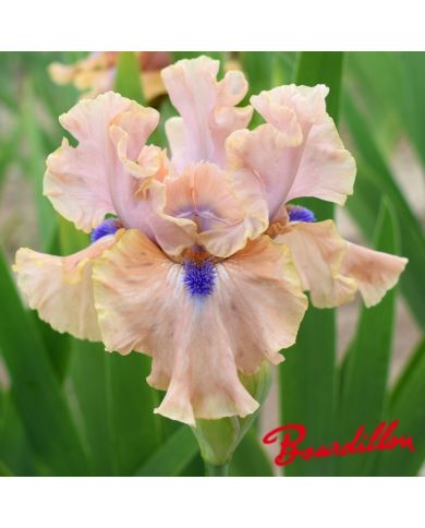 Iris : Bahama's Blue