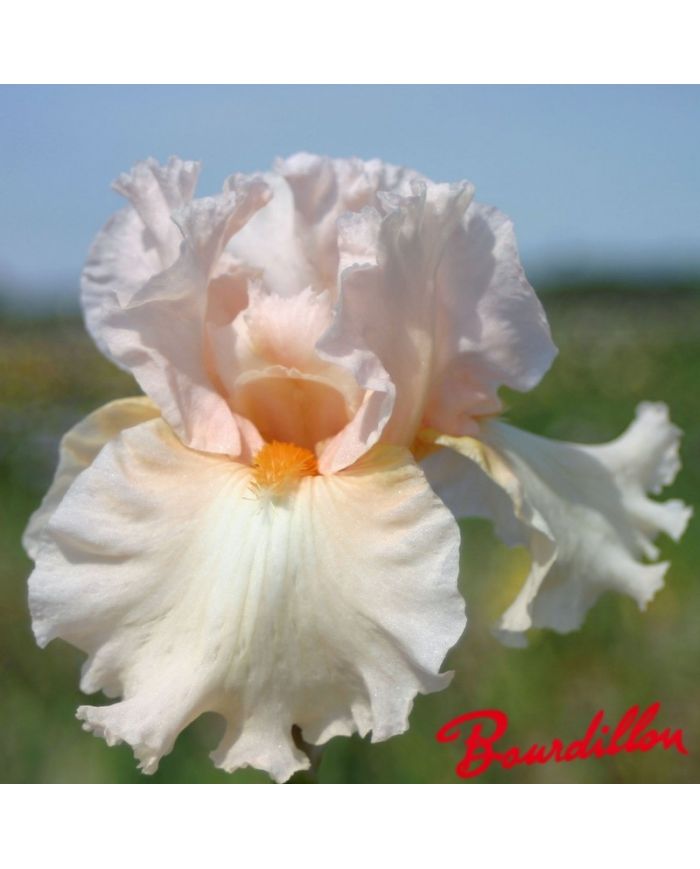 Iris : Ballerina Pink