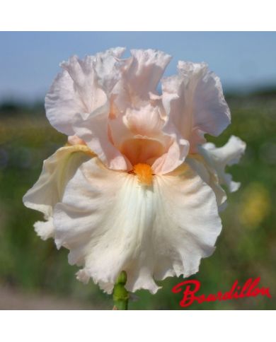 Iris : Ballerina Pink