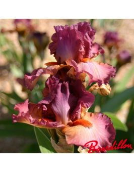 Iris : Banded Gold