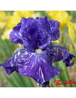 Iris : Batik