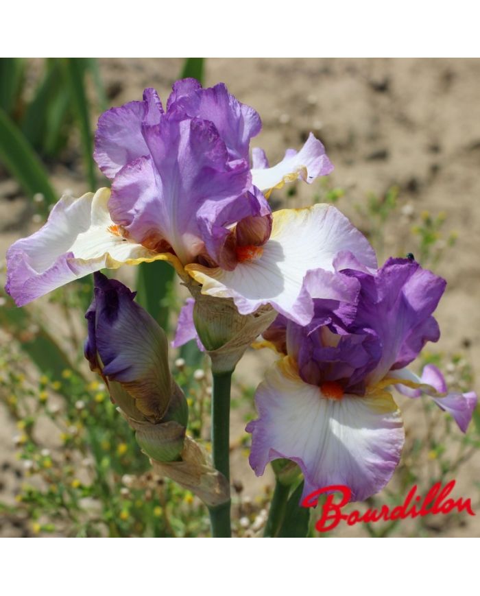 Iris : Border Baby
