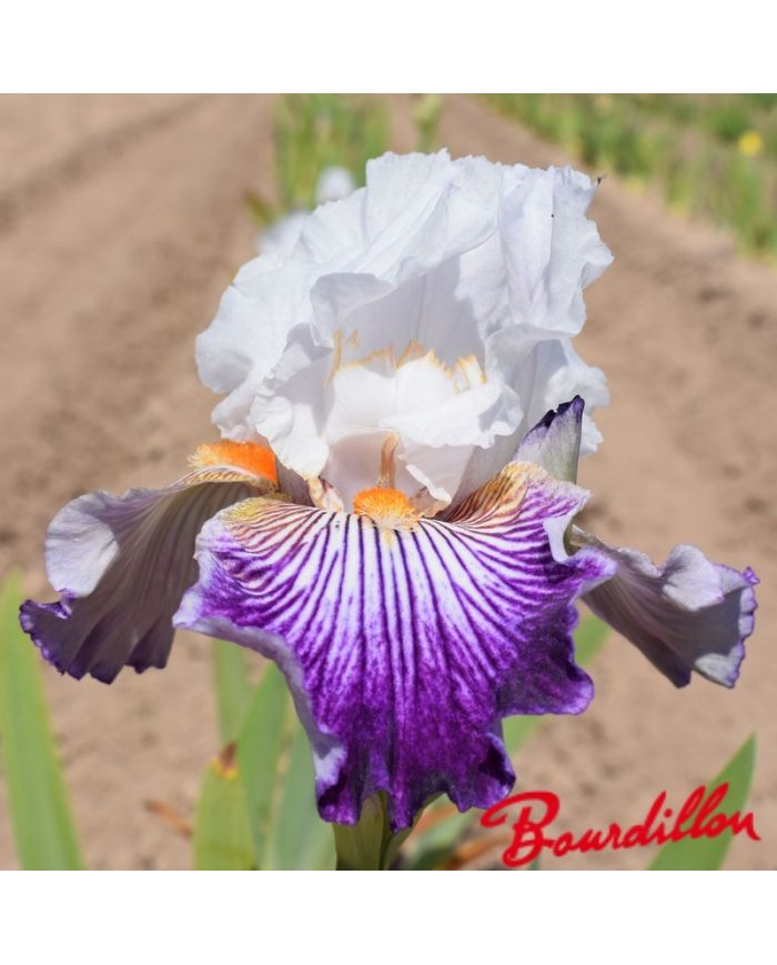 Iris : Crow's Feet