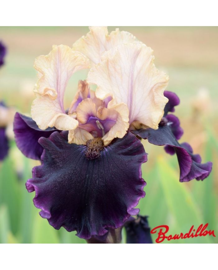 Iris : Grapenut