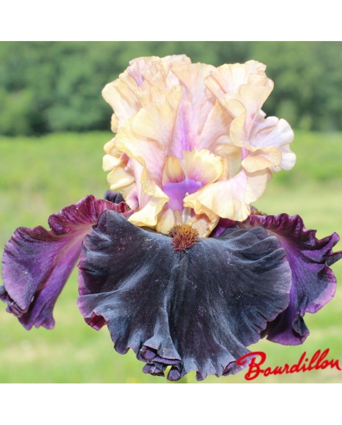 Iris : Grapenut