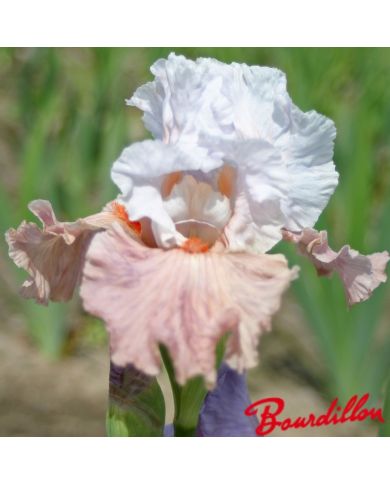 Iris : I'm Dreaming