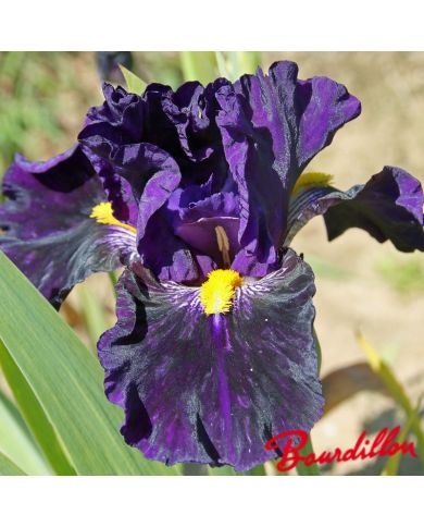 Iris : Lady Of The Night