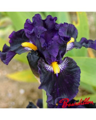 Iris : Lady Of The Night