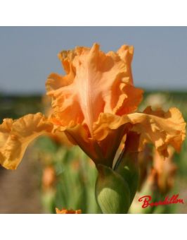 Iris : Orange Pop