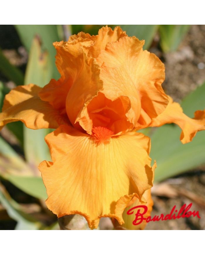 Iris : Poil De Carotte