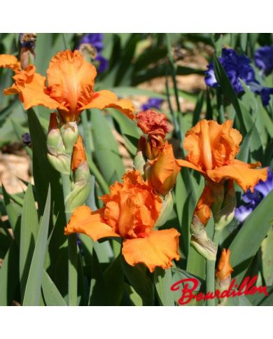 Iris : Poil De Carotte