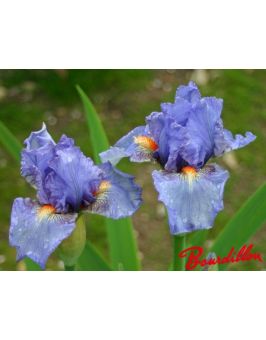 Iris : Aeolius