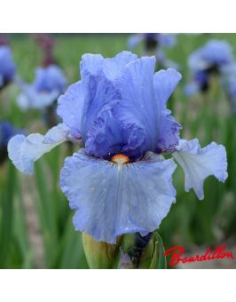 Iris : Aeolius