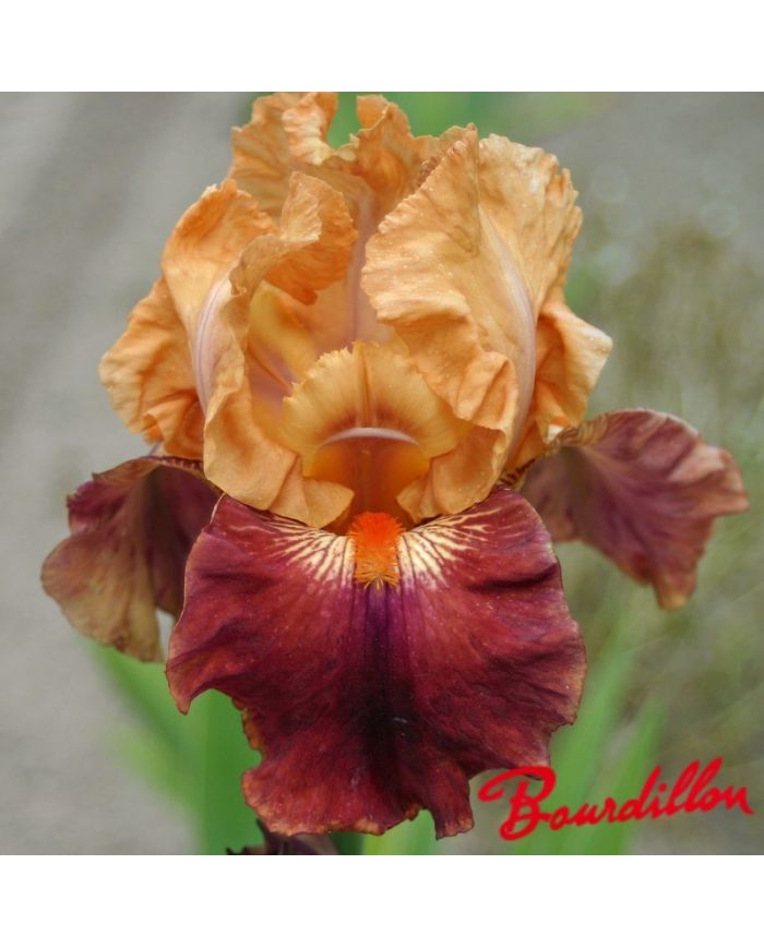 Iris : Apricot Topping