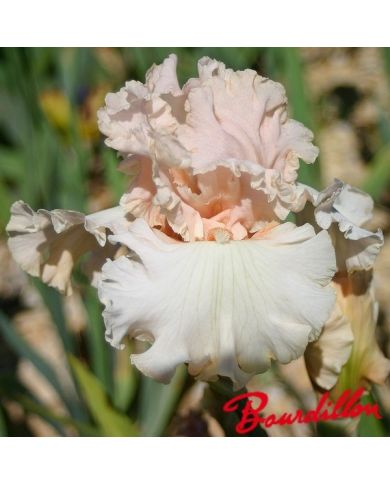 Iris : Magical
