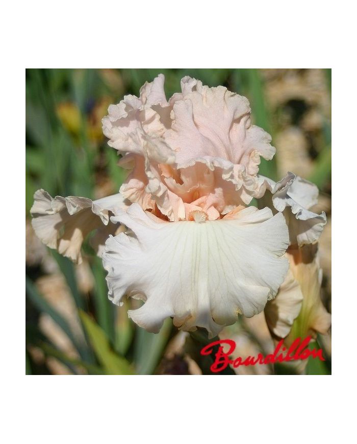 Iris : Magical