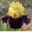 Iris : Beauté De Sologne
