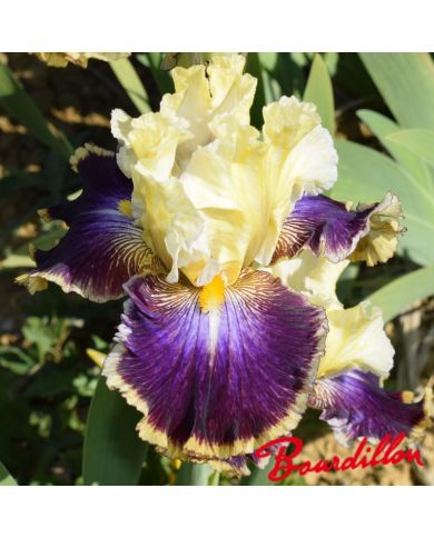 Iris : Twilight Cities