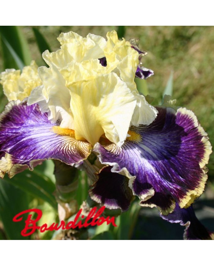 Iris : Twilight Cities
