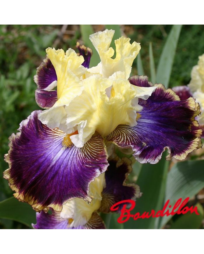Iris : Twilight Cities