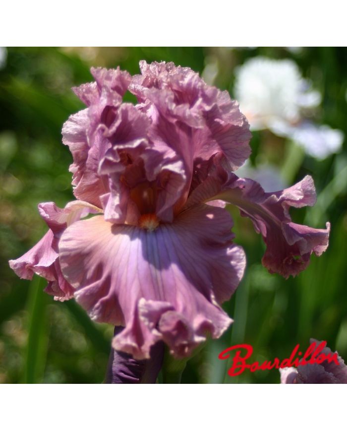 Iris : Eye For Style