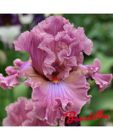 Iris : Eye For Style